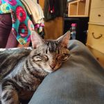 Jackson Veterinary Clinic