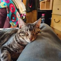 Jackson Veterinary Clinic ico