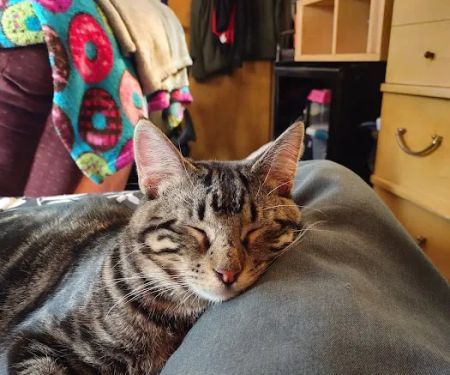 Jackson Veterinary Clinic