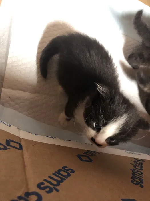 Jackson Veterinary Clinic Picture 8