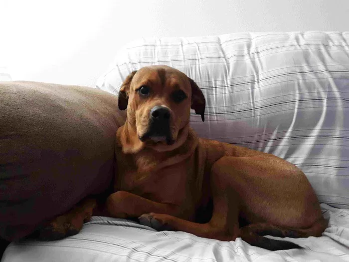 Tilsit Road Animal Clinic LLC Picture 2