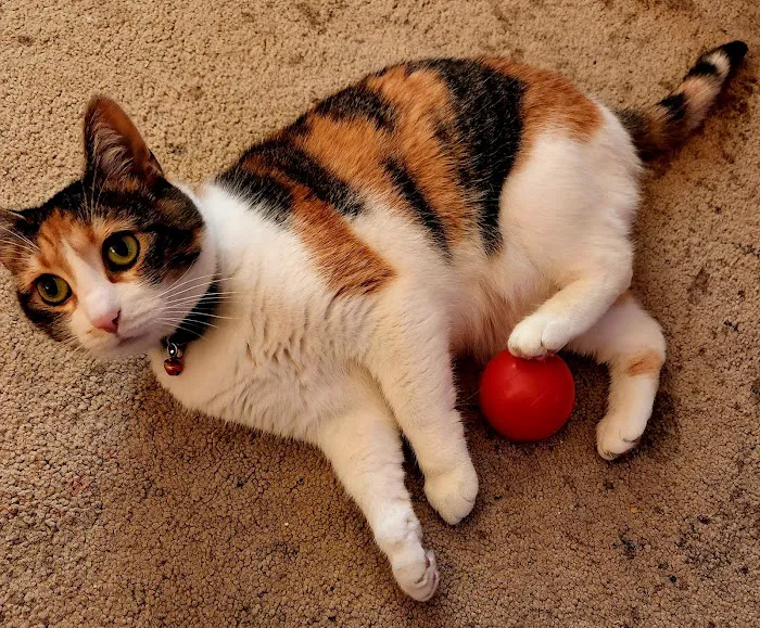 Tilsit Road Animal Clinic LLC Picture 1