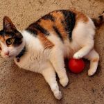 Tilsit Road Animal Clinic LLC