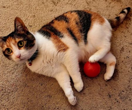 Tilsit Road Animal Clinic LLC