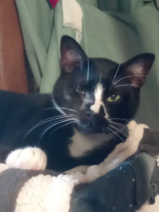 Tilsit Road Animal Clinic LLC Picture 6