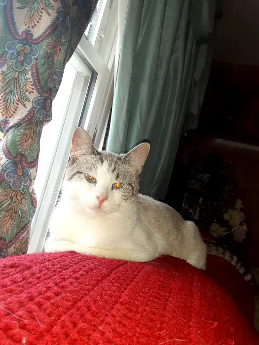 Tilsit Road Animal Clinic LLC Picture 8