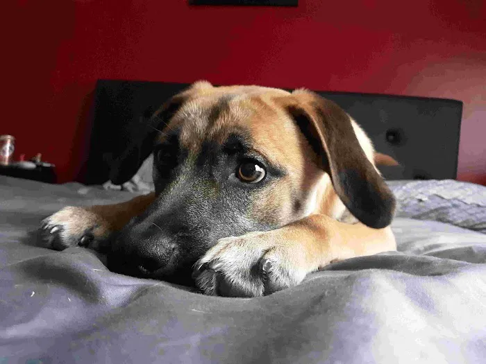 Tilsit Road Animal Clinic LLC Picture 4