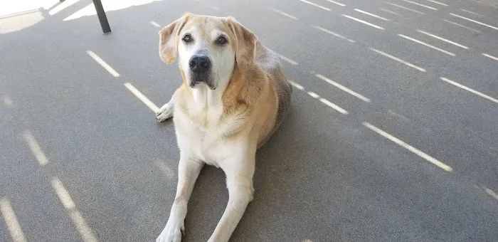 Tilsit Road Animal Clinic LLC Picture 3