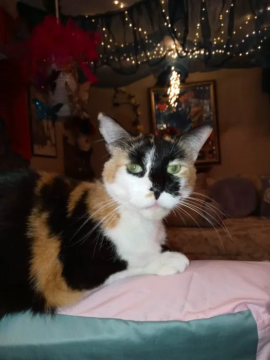 Tilsit Road Animal Clinic LLC Picture 7