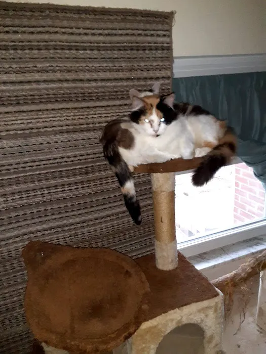 Tilsit Road Animal Clinic LLC Picture 5