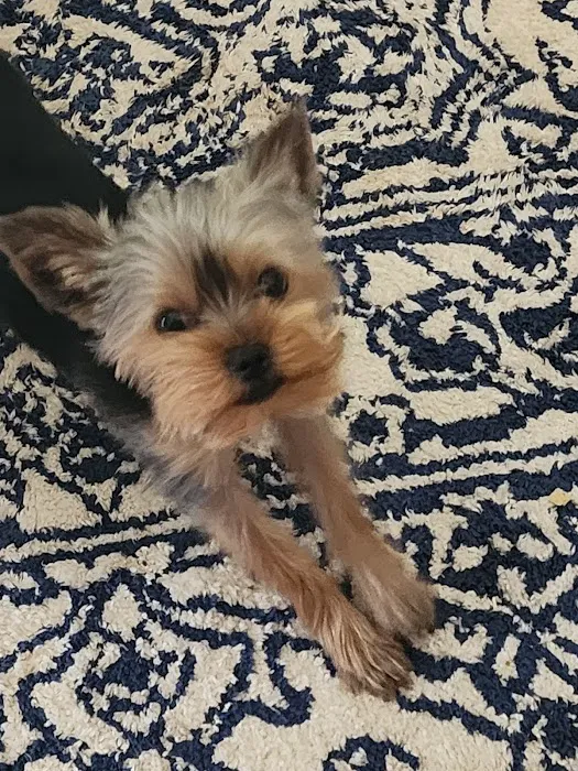 Tilsit Road Animal Clinic LLC Picture 10