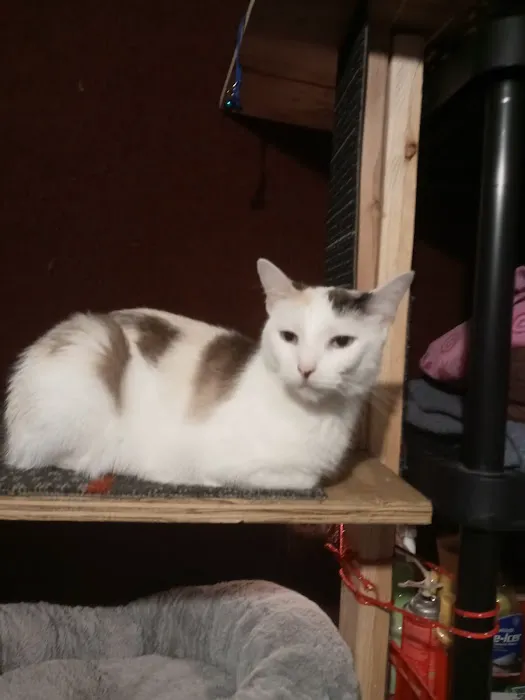 Tilsit Road Animal Clinic LLC Picture 9