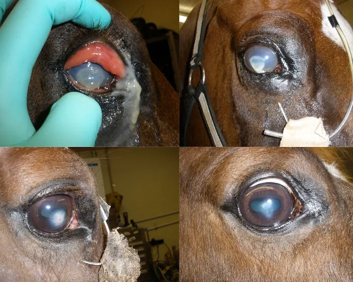 Huck Equine Clinic Picture 4