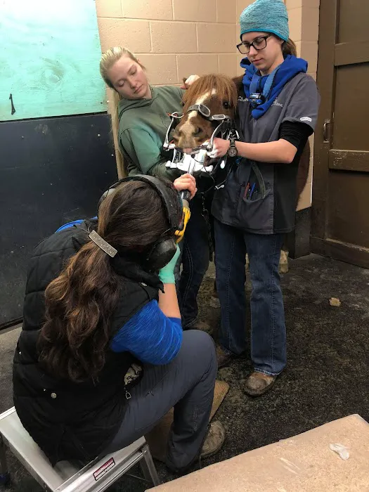 Huck Equine Clinic Picture 1