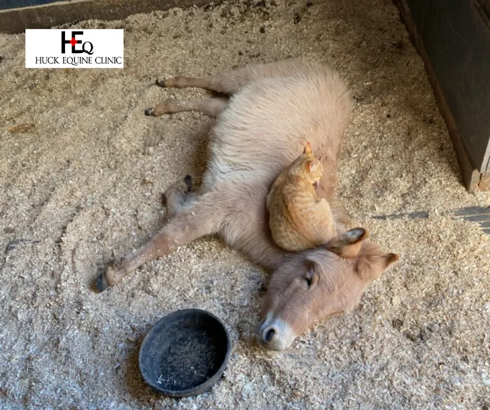 Huck Equine Clinic Picture 7