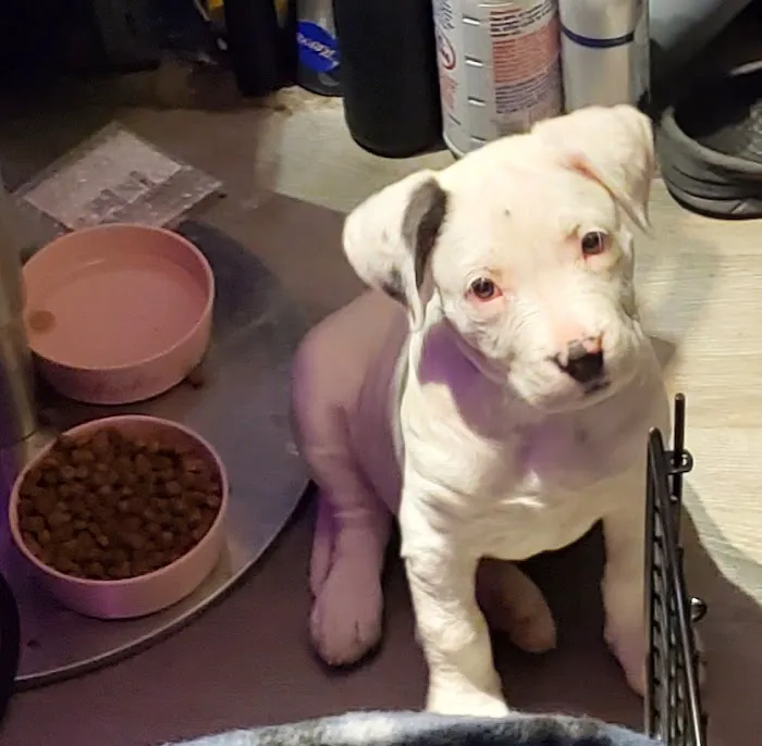 Lawson Animal Hospital LLC: Alicia Lawson Tolar, DVM Picture 3