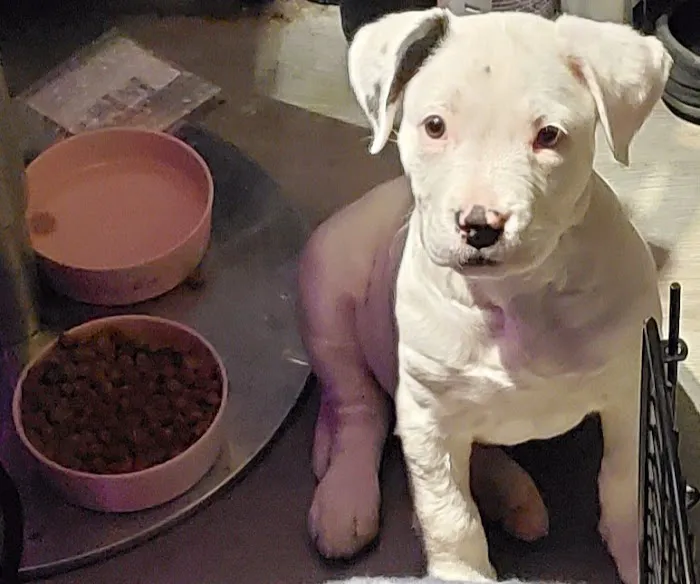 Lawson Animal Hospital LLC: Alicia Lawson Tolar, DVM Picture 1