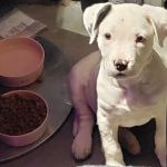 Lawson Animal Hospital LLC: Alicia Lawson Tolar, DVM