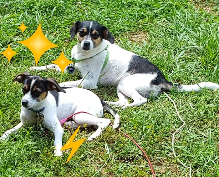 Lawson Animal Hospital LLC: Alicia Lawson Tolar, DVM Picture 2