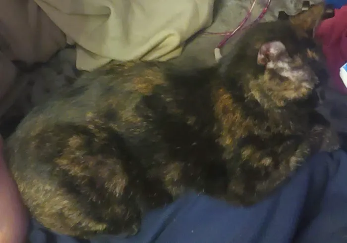 Lawson Animal Hospital LLC: Alicia Lawson Tolar, DVM Picture 4