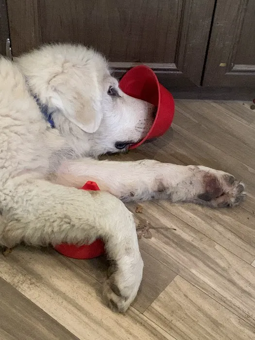 Lawson Animal Hospital LLC Picture 2