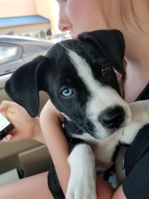 Lawson Animal Hospital LLC Picture 3