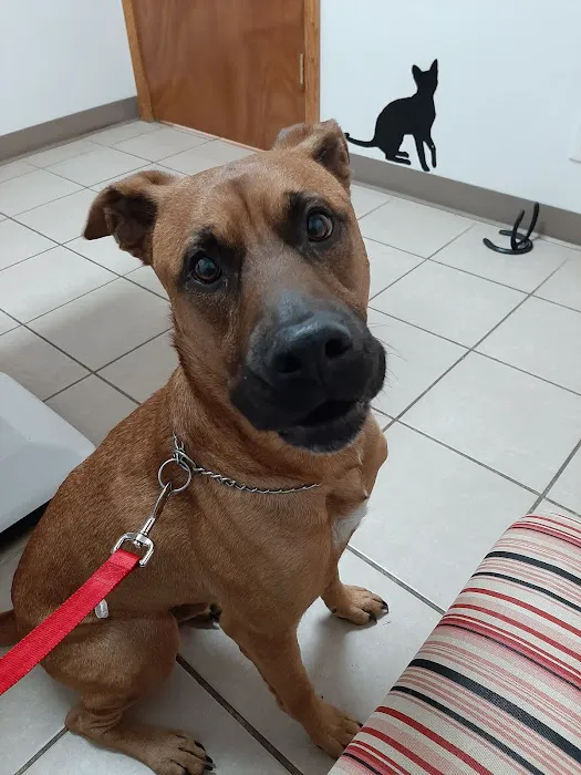 Lawson Animal Hospital LLC Picture 1