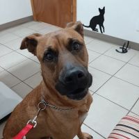 Lawson Animal Hospital LLC ico