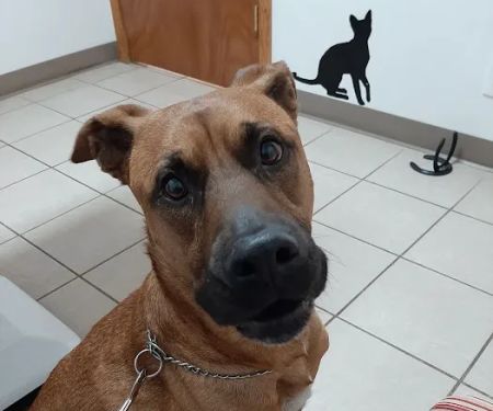 Lawson Animal Hospital LLC