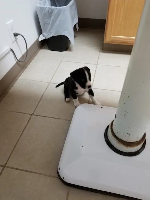 Lawson Animal Hospital LLC Picture 4