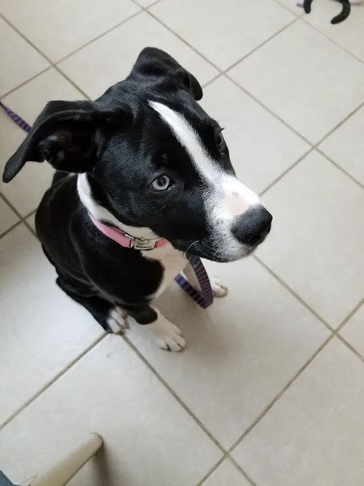 Lawson Animal Hospital LLC Picture 7