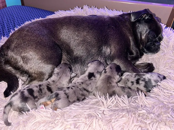 Lawson Animal Hospital LLC Picture 9