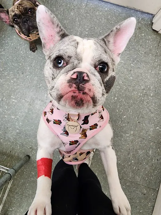 The Animal Clinic Picture 1