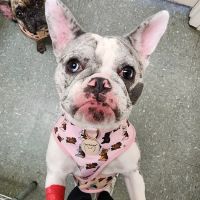 The Animal Clinic ico