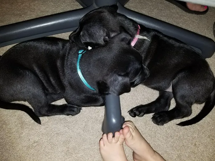 The Animal Clinic Picture 3