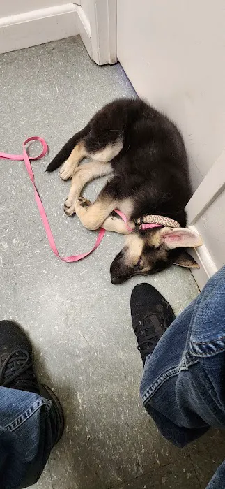 The Animal Clinic Picture 4