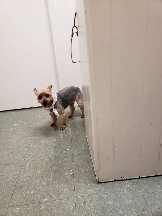 The Animal Clinic Picture 7