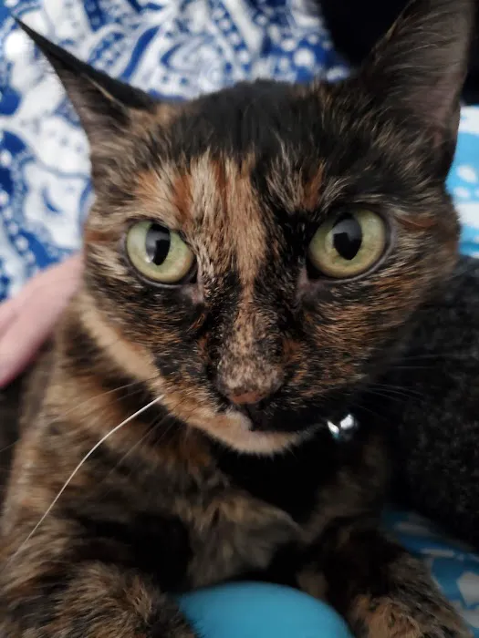 The Animal Clinic Picture 10