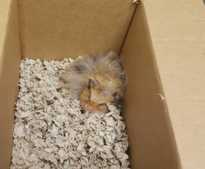 The Animal Clinic Picture 8