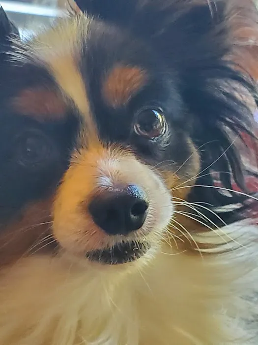 The Animal Clinic Picture 9