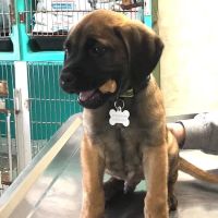 Starkey Veterinary Clinic Pc ico