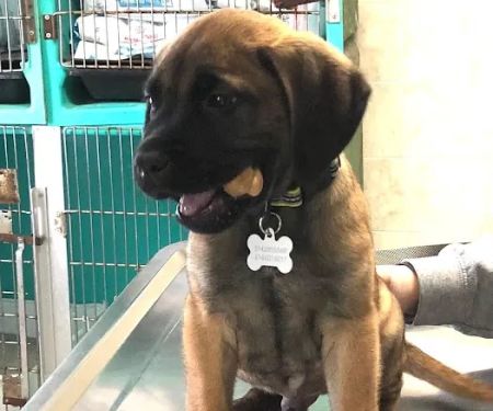 Starkey Veterinary Clinic Pc