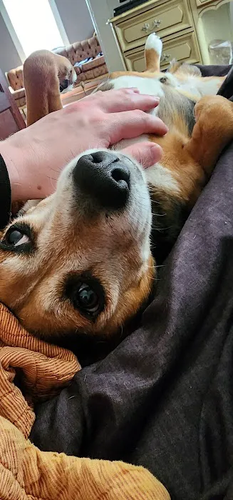 Heartland Veterinary Center Picture 2