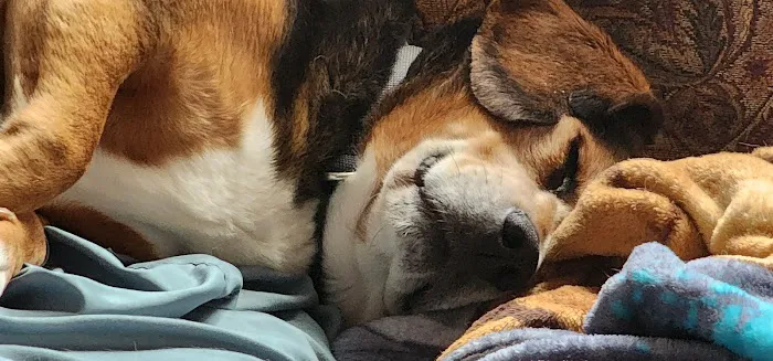 Heartland Veterinary Center Picture 1