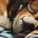 Heartland Veterinary Center