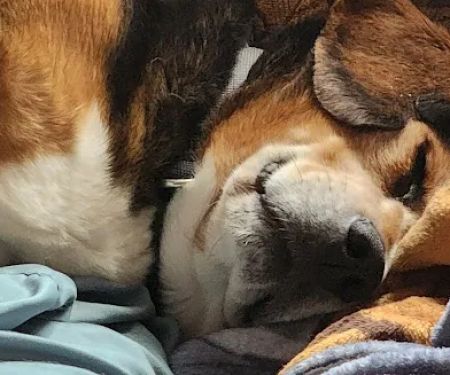 Heartland Veterinary Center