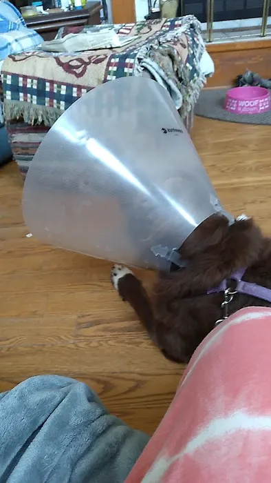 Heartland Veterinary Center Picture 6