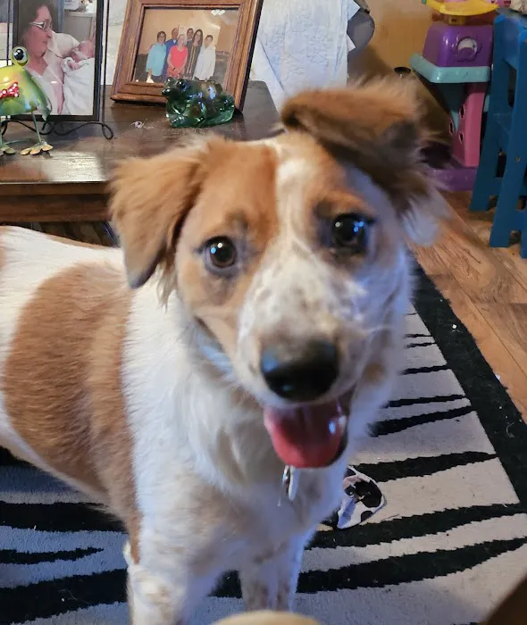 Heartland Veterinary Center Picture 7