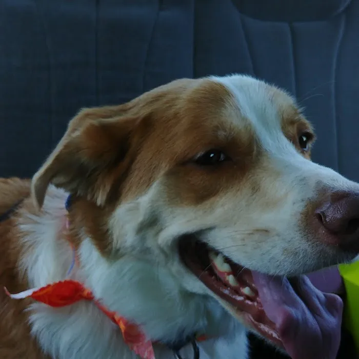 Heartland Veterinary Center Picture 9