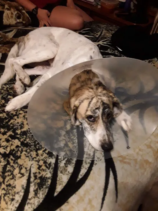 Heartland Veterinary Center Picture 10